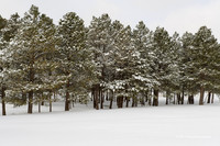 Xmas_Colorado_2011-8684